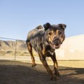 Can I Bring My Pet to Beer Festivals in Maricopa County, Arizona?